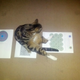 Illustration for article titled Can animals see optical illusions? Kitty says YES.